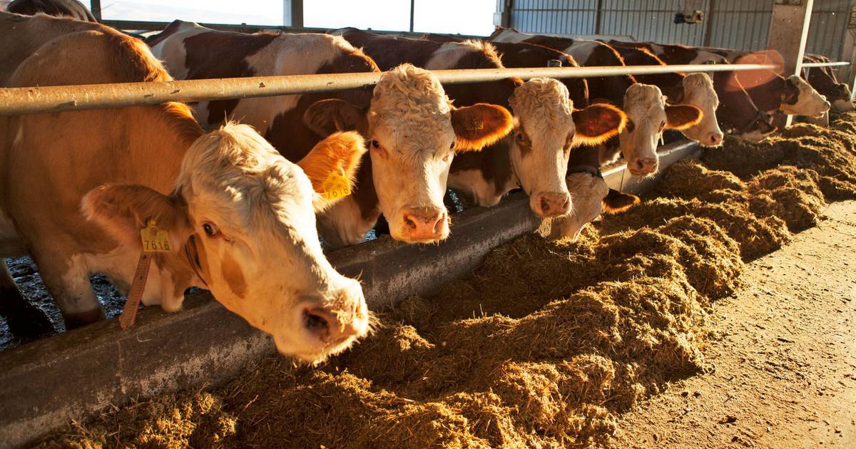 Para combater o aumento dos preços, agricultores vendem gado