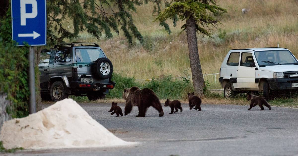 “Não há nenhuma razão para justificar o incidente”: morte de ursa em vias de extinção causa revolta na população de aldeia italiana