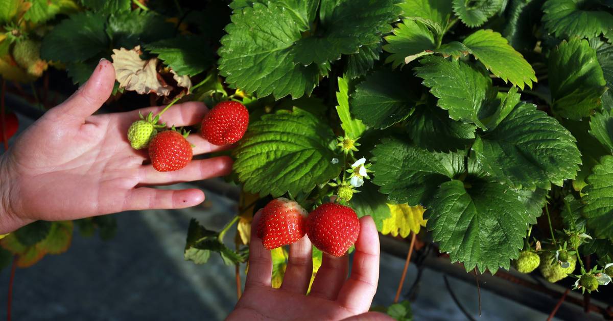 Portugal Fresh investe para aumentar exportações de fruta, legumes e flores em 25% até 2030