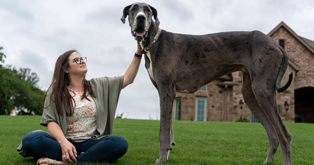 Morreu Zeus, o cão mais alto do mundo. Tinha três anos e não resistiu a um cancro nos ossos