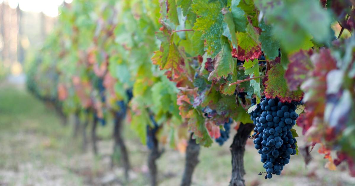 “As vindimas clássicas do Outono estão a começar a ser uma miragem”: alterações climáticas ameaçam produção de vinho português