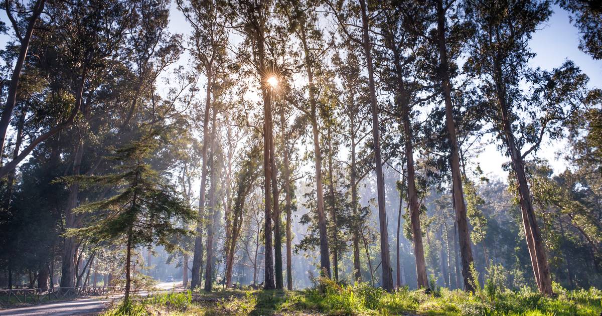 Florestas dão oxigénio ao primeiro dia da sustentabilidade