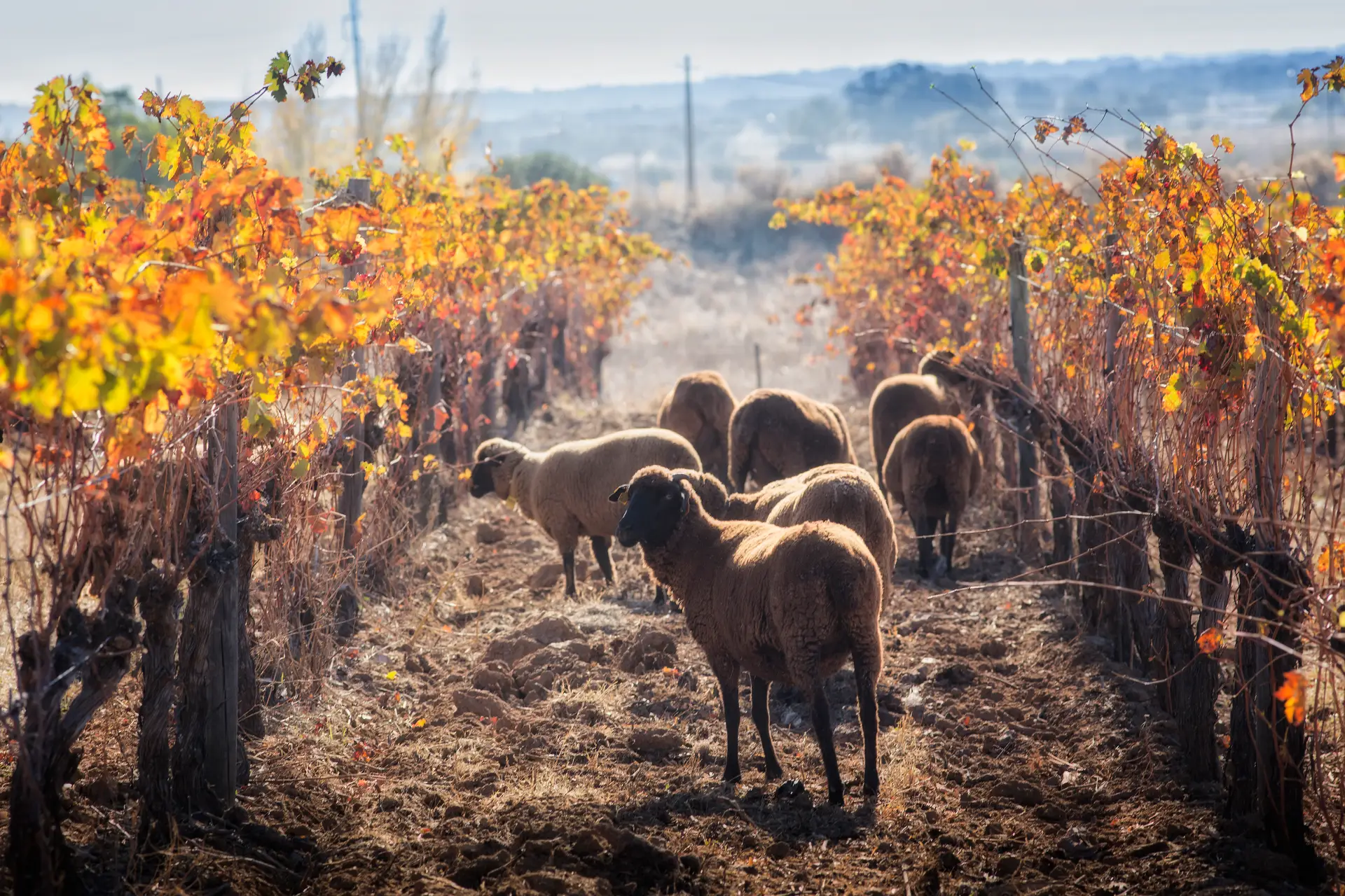 As ovelhas são um aliado de peso na produção sustentável de vinho no Alentejo