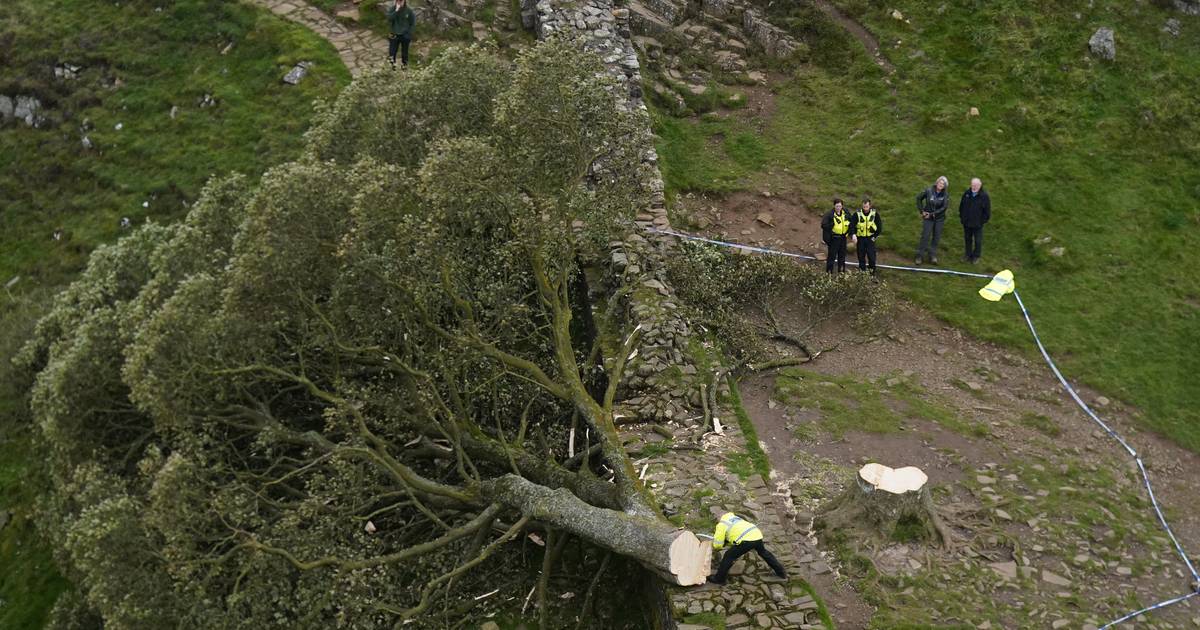 Sycamore Gap, árvore emblemática do Reino Unido, destruída num ato de vandalismo. Suspeito tem 16 anos