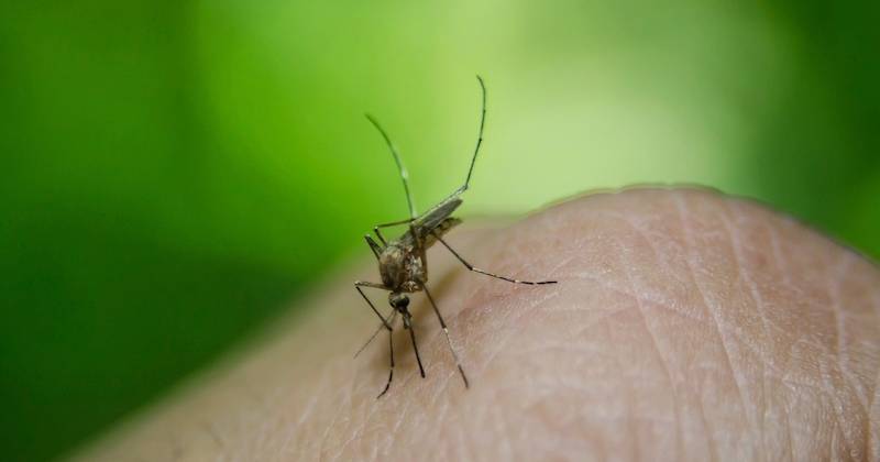 OMS recomenda vacina contra dengue em zonas com elevada prevalência