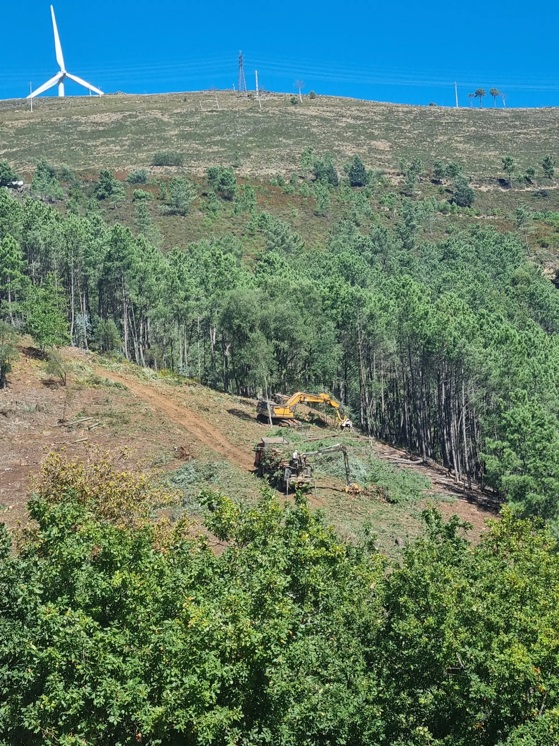 “Isto parece a Amazónia, não parece Portugal”: corte de árvores na Serra da Lousã gera queixa-crime no Ministério Público
