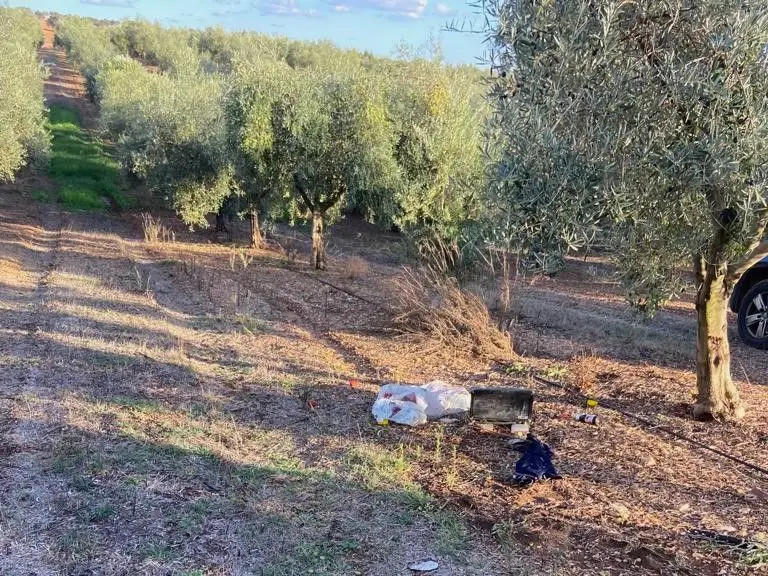 Vestígios de um roubo de azeitona, num olival na zona de Serpa, no Baixo Alentejo