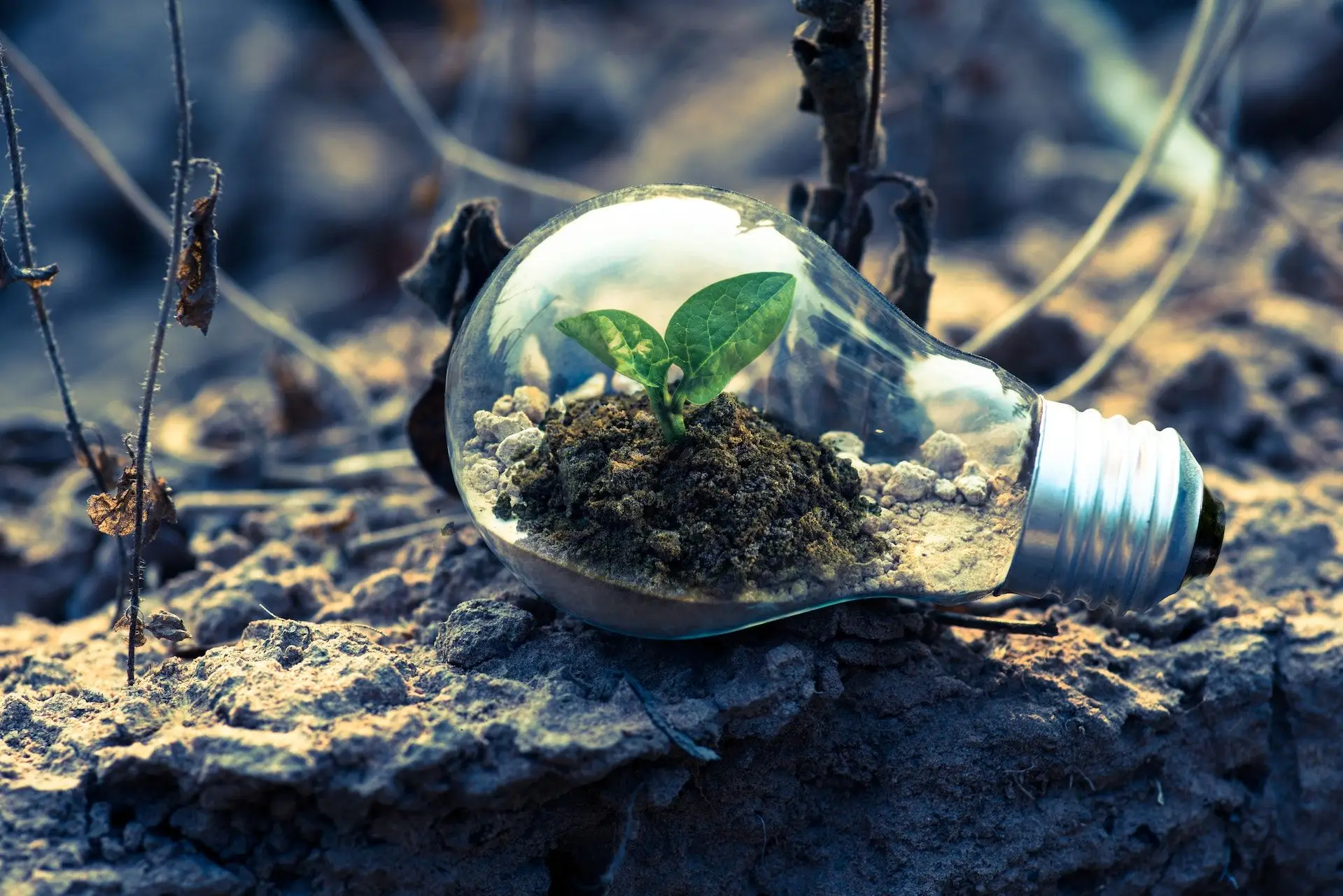 Vamos descobrir quem são os rostos da sustentabilidade em Portugal