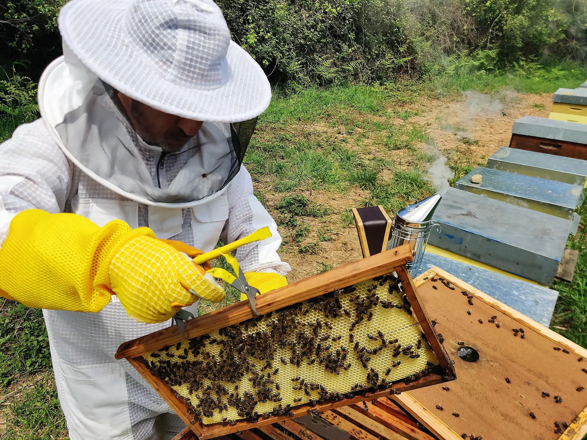 O apiário da Co.Beehive foi um dos projetos apoiados pela criação da incubadora social Microninho da ADSCCL