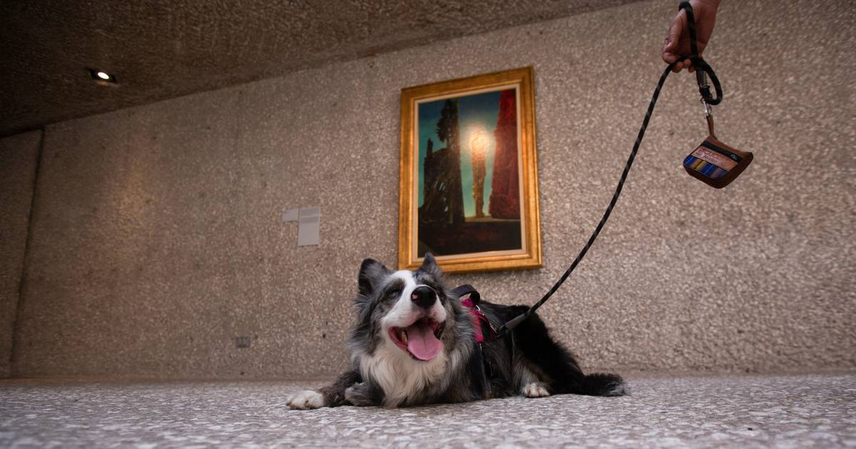 Já pensou em levar o seu cão a um museu? No México, a arte moderna também é para animais