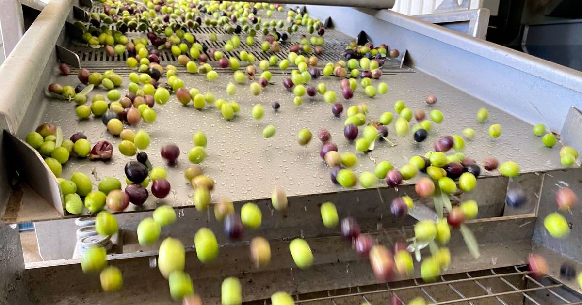 Casos de roubo de azeitona no Alentejo aumentam devido ao preço do azeite