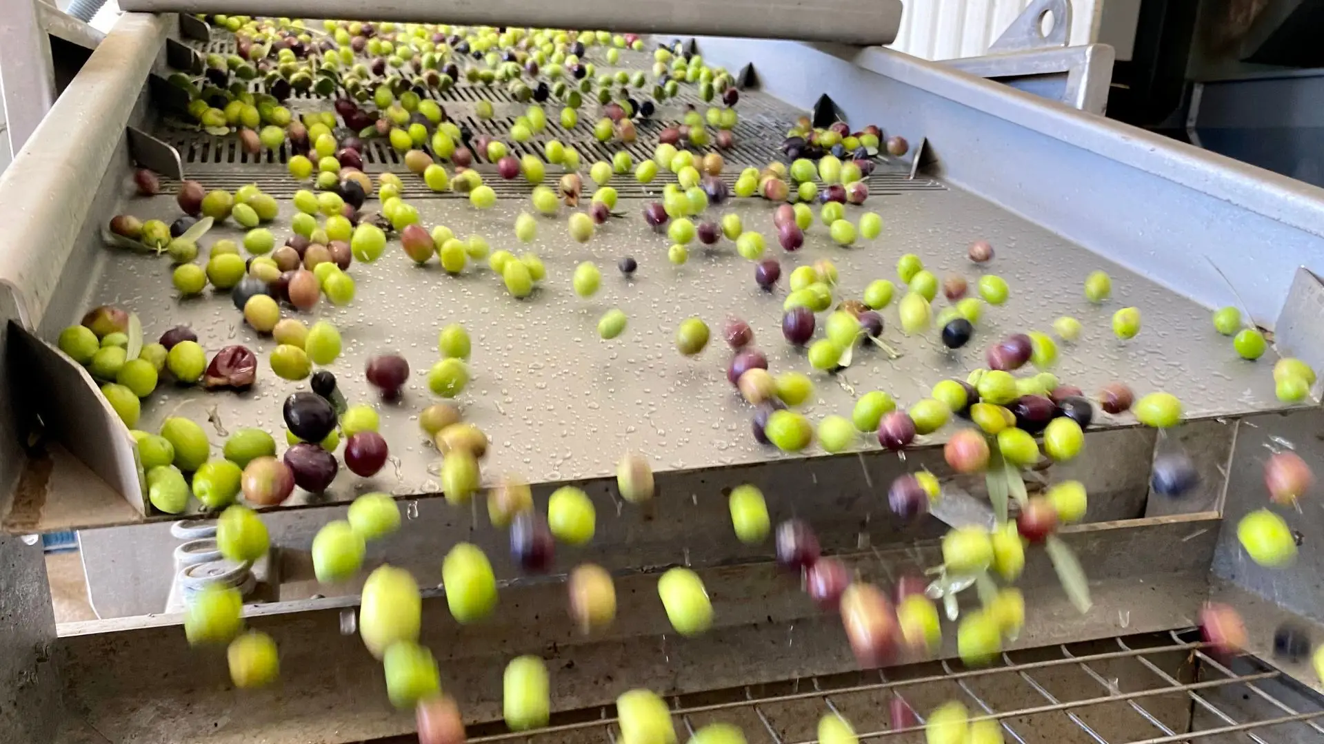 INE prevê que produção de azeitona suba 20% este ano