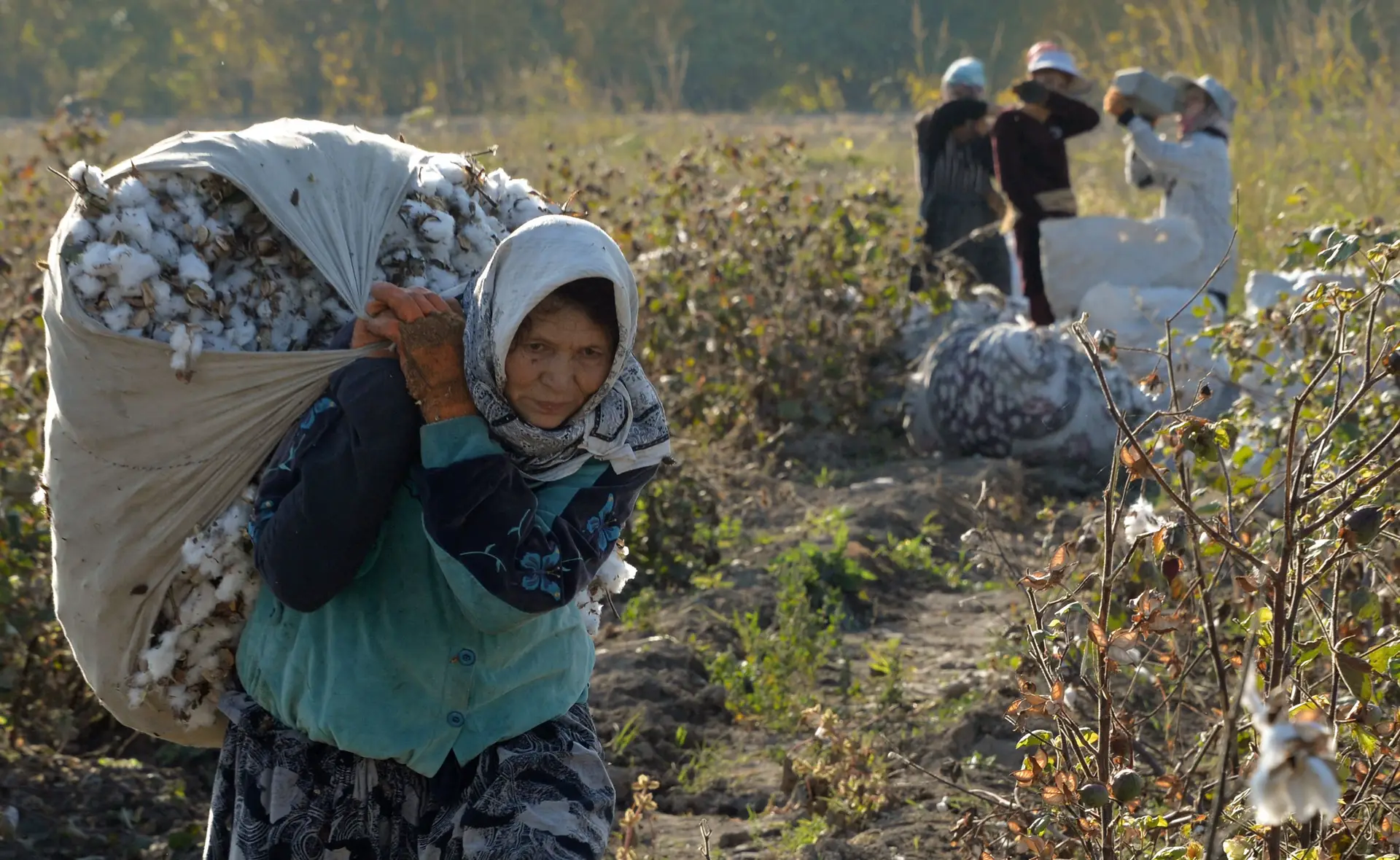Campo de algodão no Uzbequistão, outro país que tem estado sob escrutínio da comunidade internacional por recurso a trabalhos forçados 