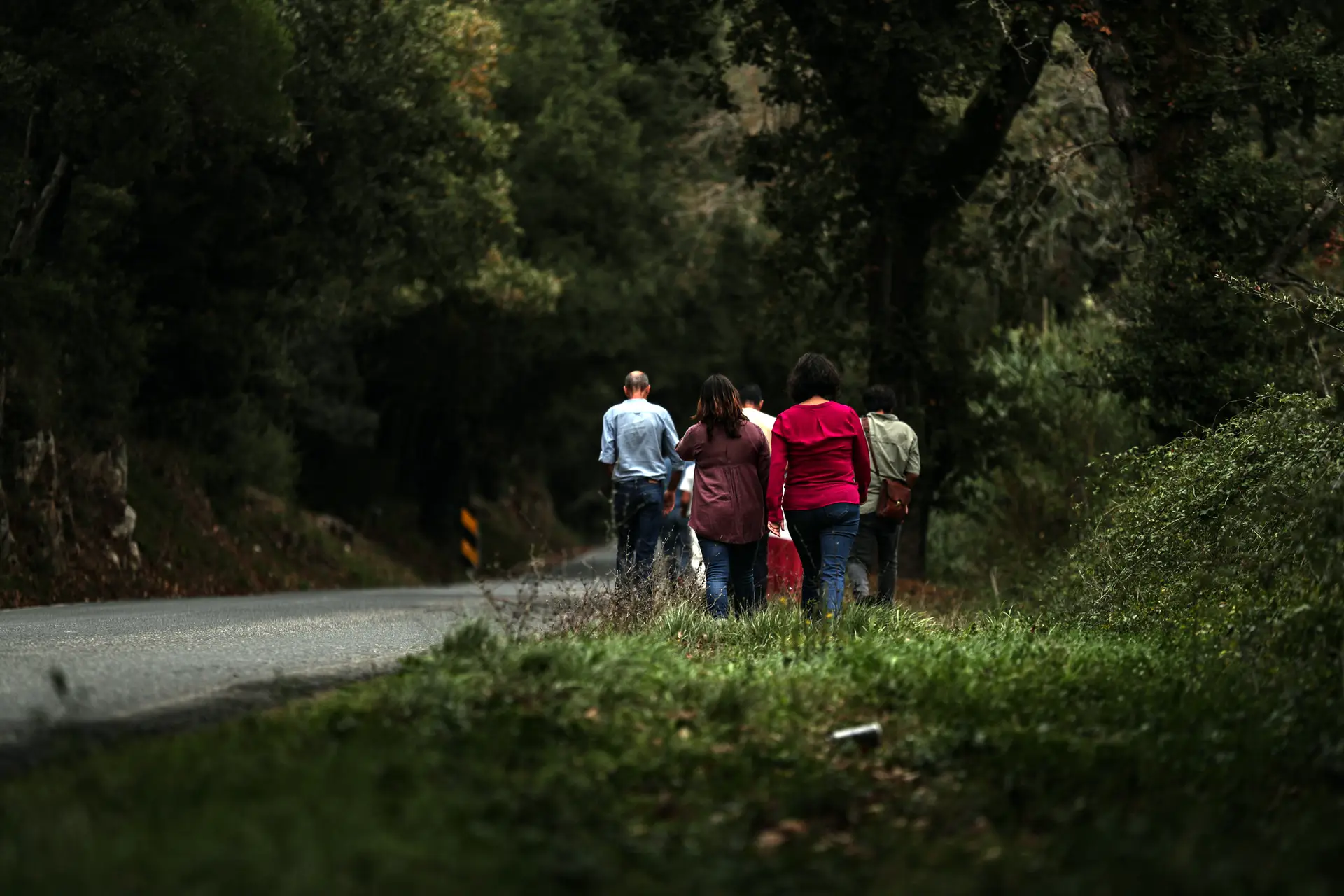 Os guardadores do arvoredo: um grupo de pessoas anda a vigiar a Estrada Nacional 114 para evitar o abate de árvores