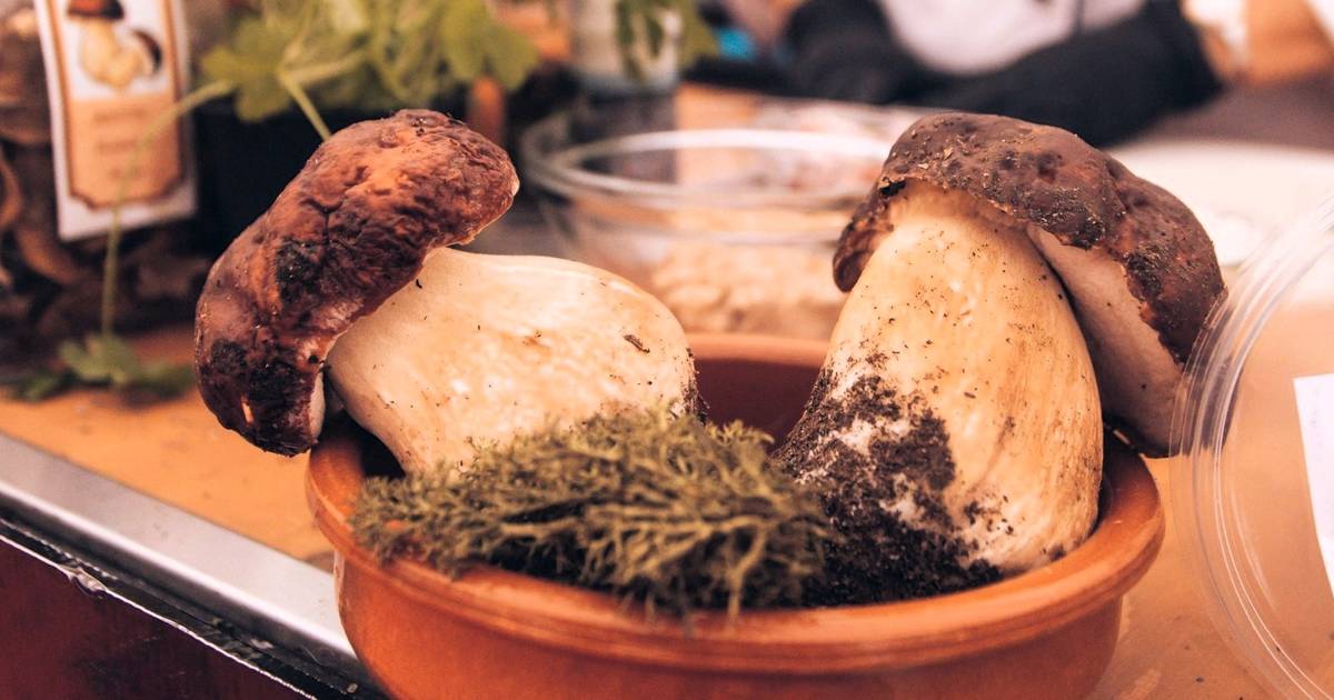 Míscaros, o festival em aldeia do Fundão que celebra o mundo mágico dos cogumelos