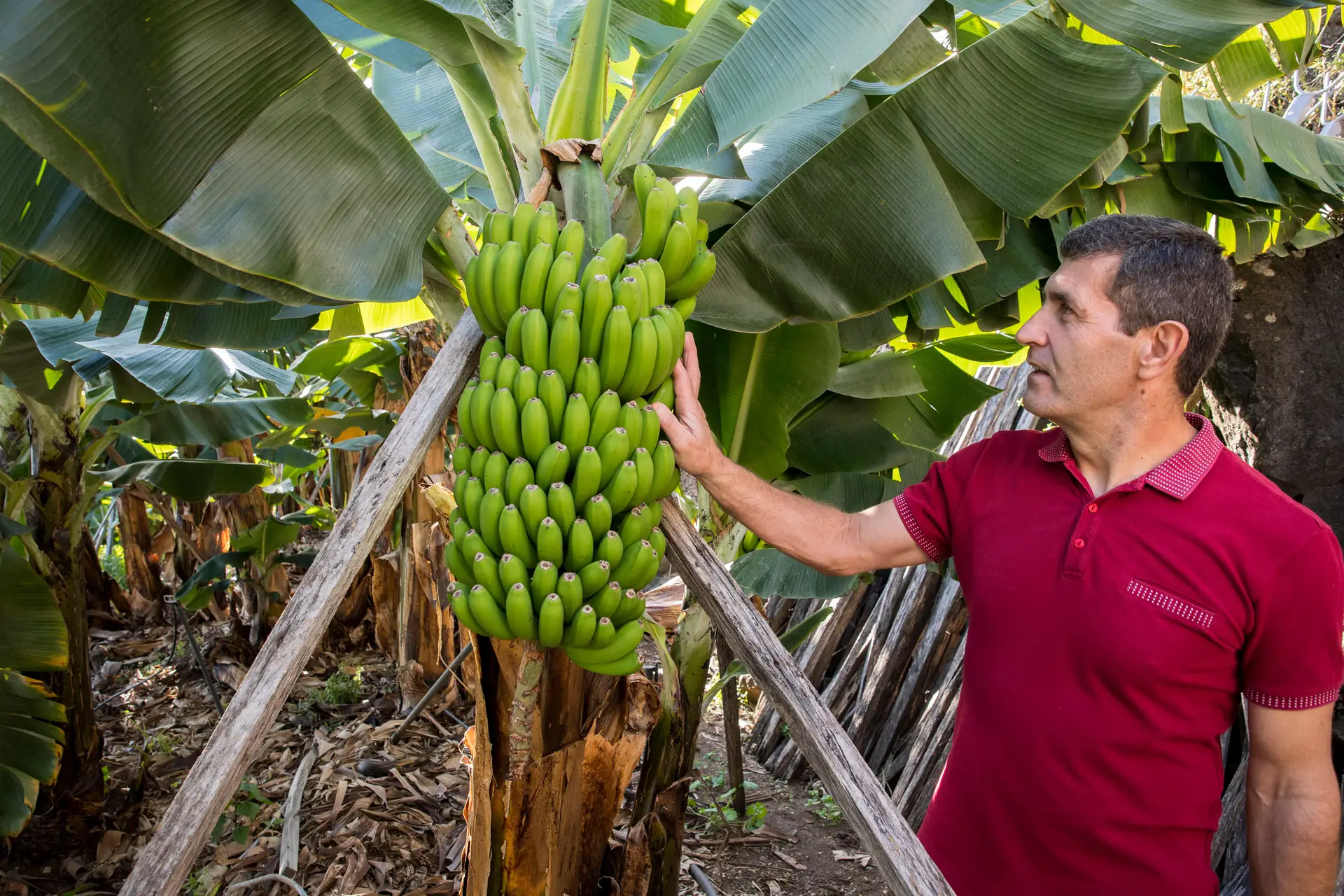 127 noites de clima tropical ajudam a novo recorde da produção de banana da Madeira