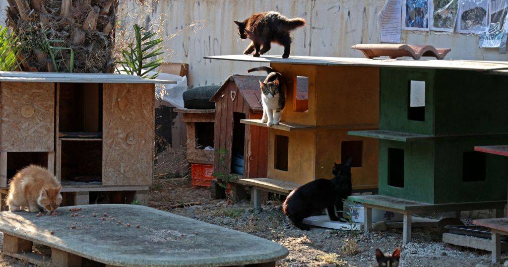 Variante de coronavírus felino mata milhares de gatos em Chipre: que vírus é este?