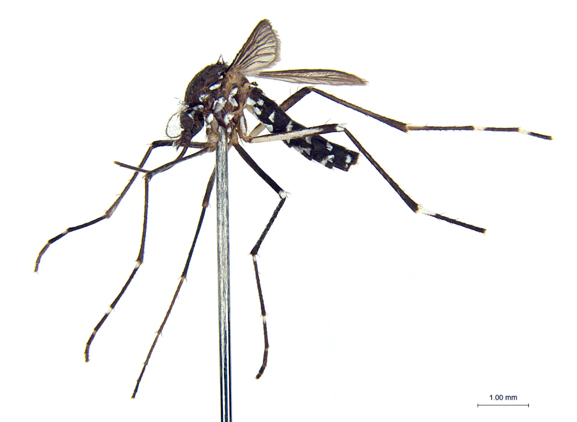 A vigilância e análise em laboratório dos Aedes albopictus em imagens ...