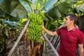 O calor tropical aumentou a produção de banana