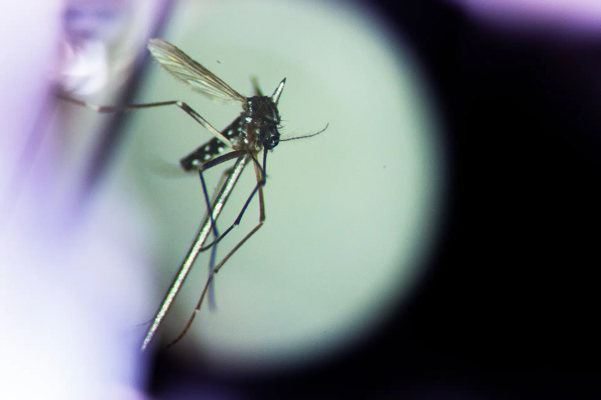 A busca pelos mosquitos da dengue e zika em Portugal como são, onde