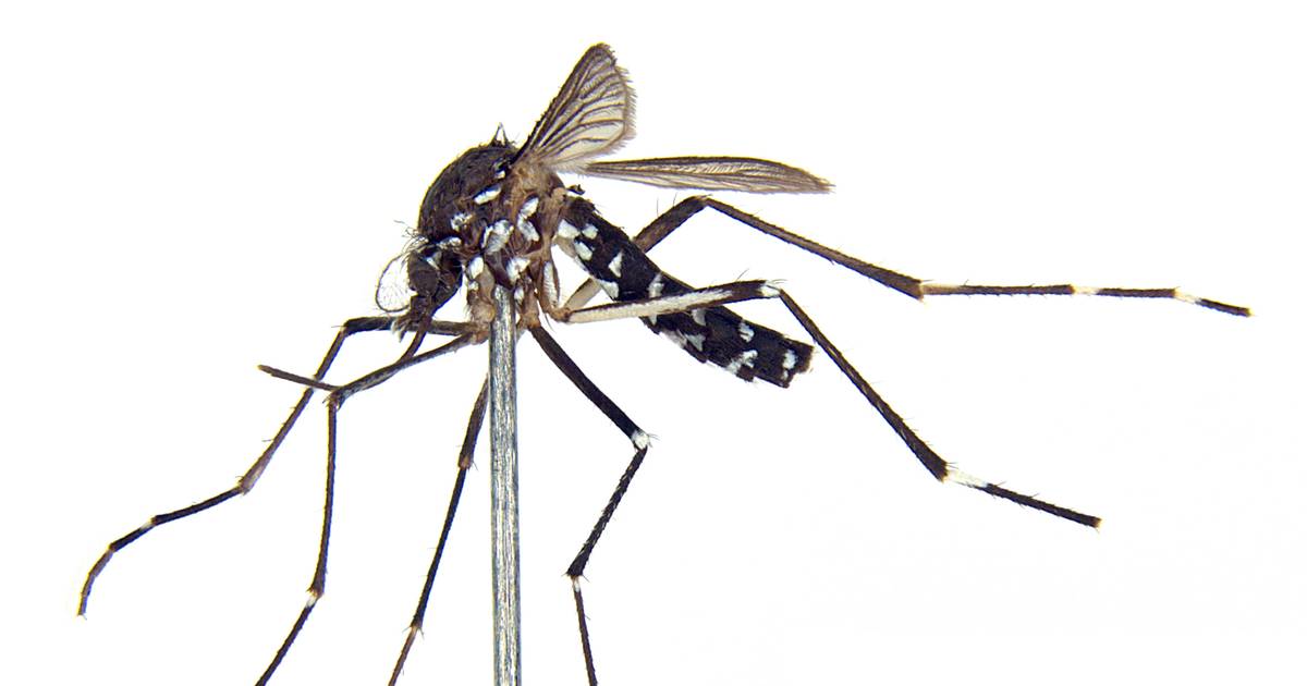 Os Aedes albopictus são inteligentes “e exploram os comportamentos humanos”: autoridades monitorizam mosquito da dengue e zika em Portugal