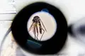 A busca pelo mosquito asiático
