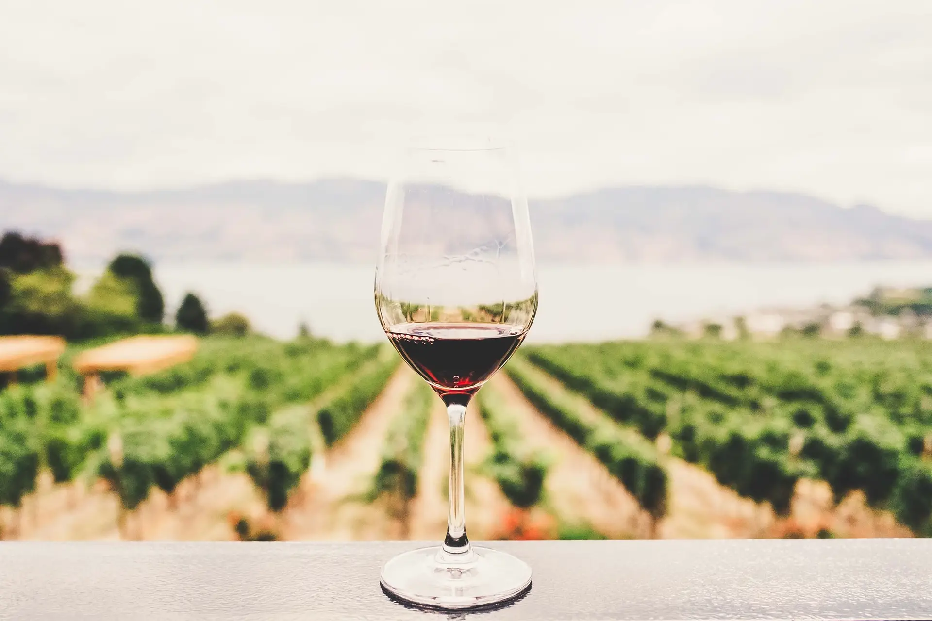 Excelência à prova: estão eleitos os melhores Vinhos de Lisboa 2023