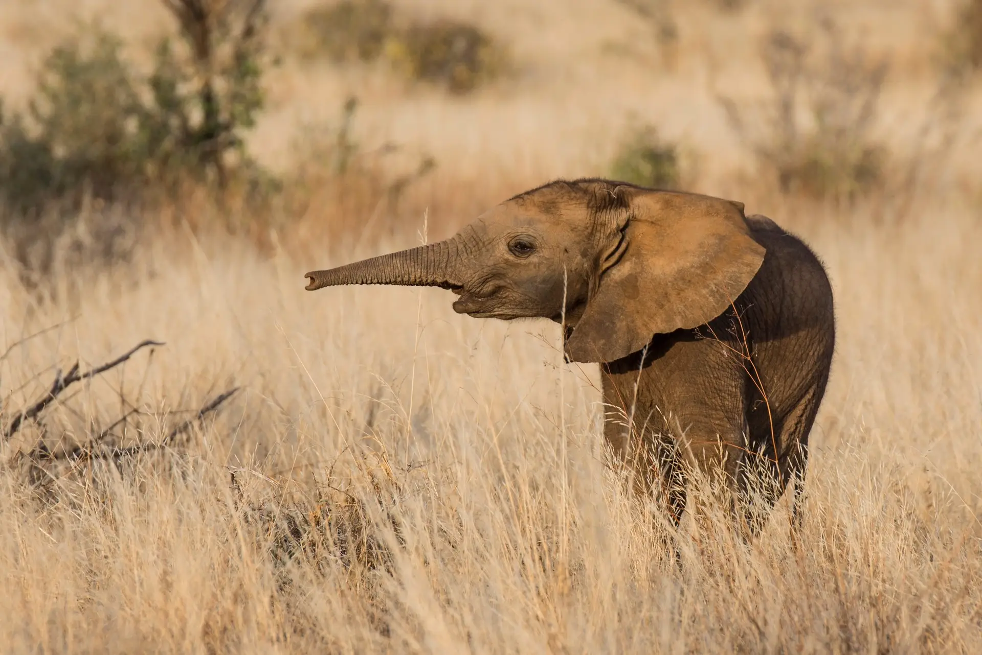 Nasceram elefantes gémeas em reserva no Quénia: fenómeno raro traz “dupla  alegria” - Expresso