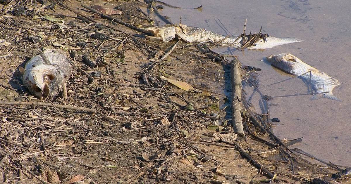 Dezenas de peixes aparecem mortos nas margens do rio Seixe, em Aljezur