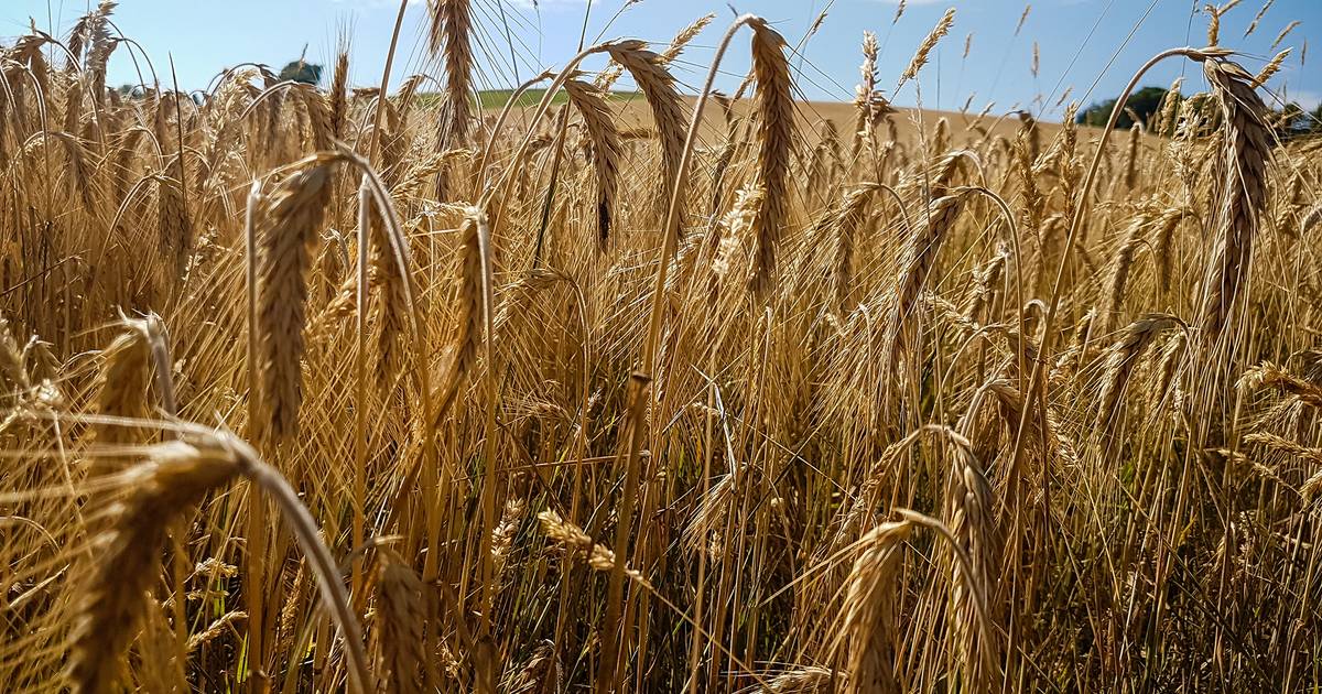 Insegurança no abastecimento de cereais continua após quatro meses sem acordo no Mar Negro