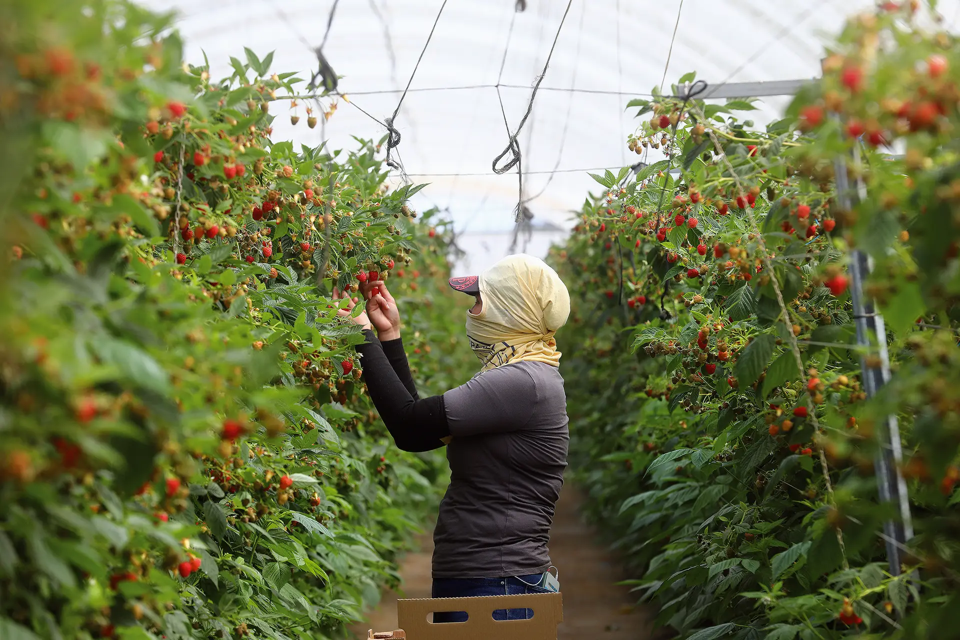 Timorenses, romenos, moldavos, indianos, ucranianos, paquistaneses e senegaleses eram recrutados para explorações agrícolas