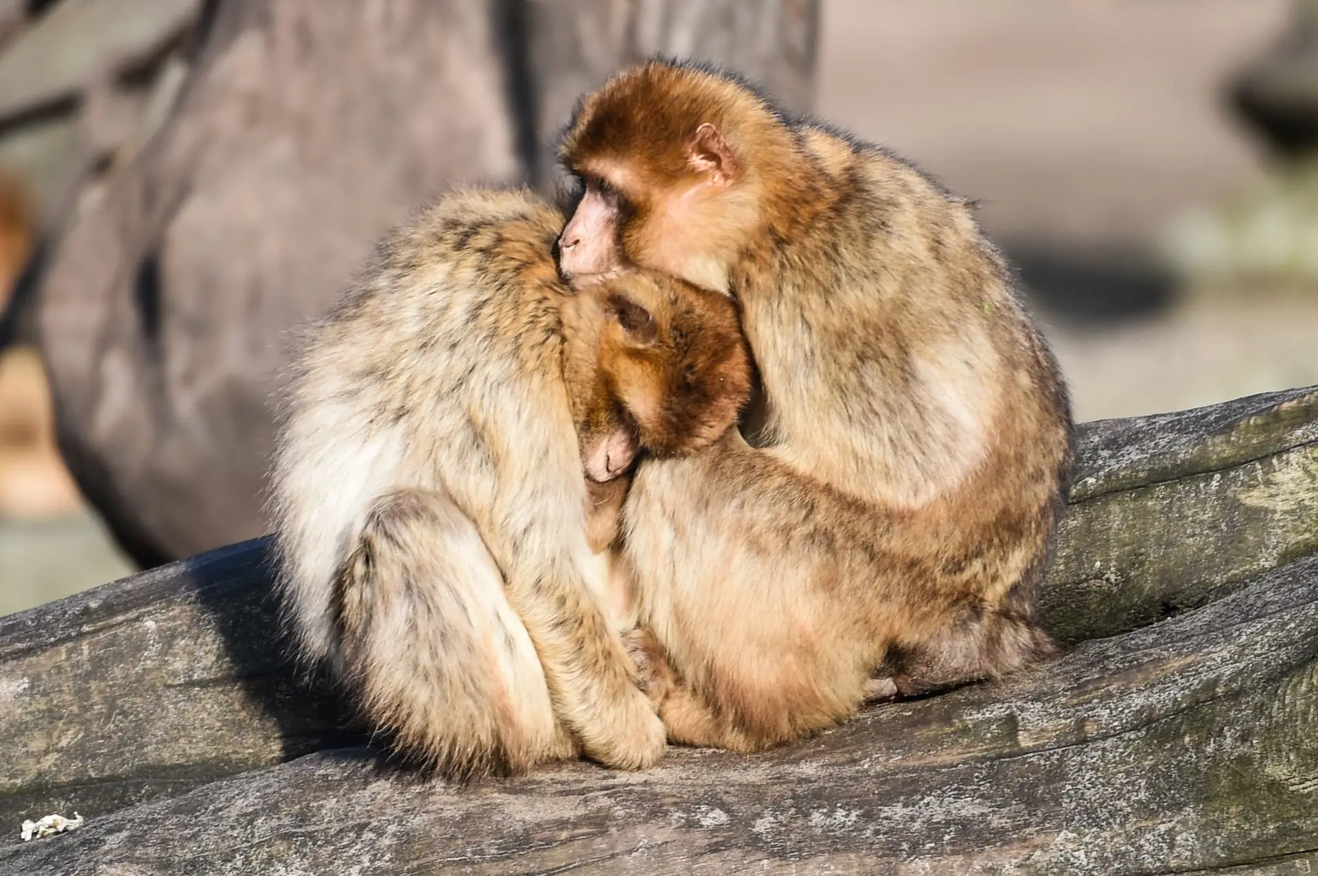 Macaco faz amizade com cachorro e o leva para passear na floresta