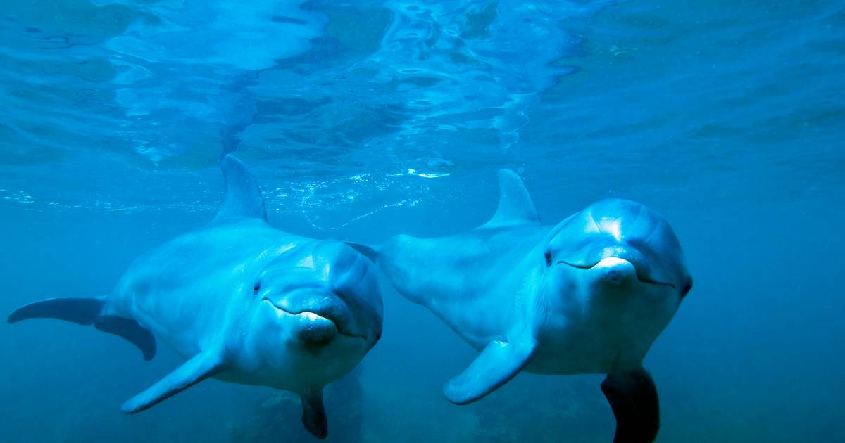 Nasceram seis crias de golfinhos no estuário do Sado em 2023, número recorde em cerca de 40 anos