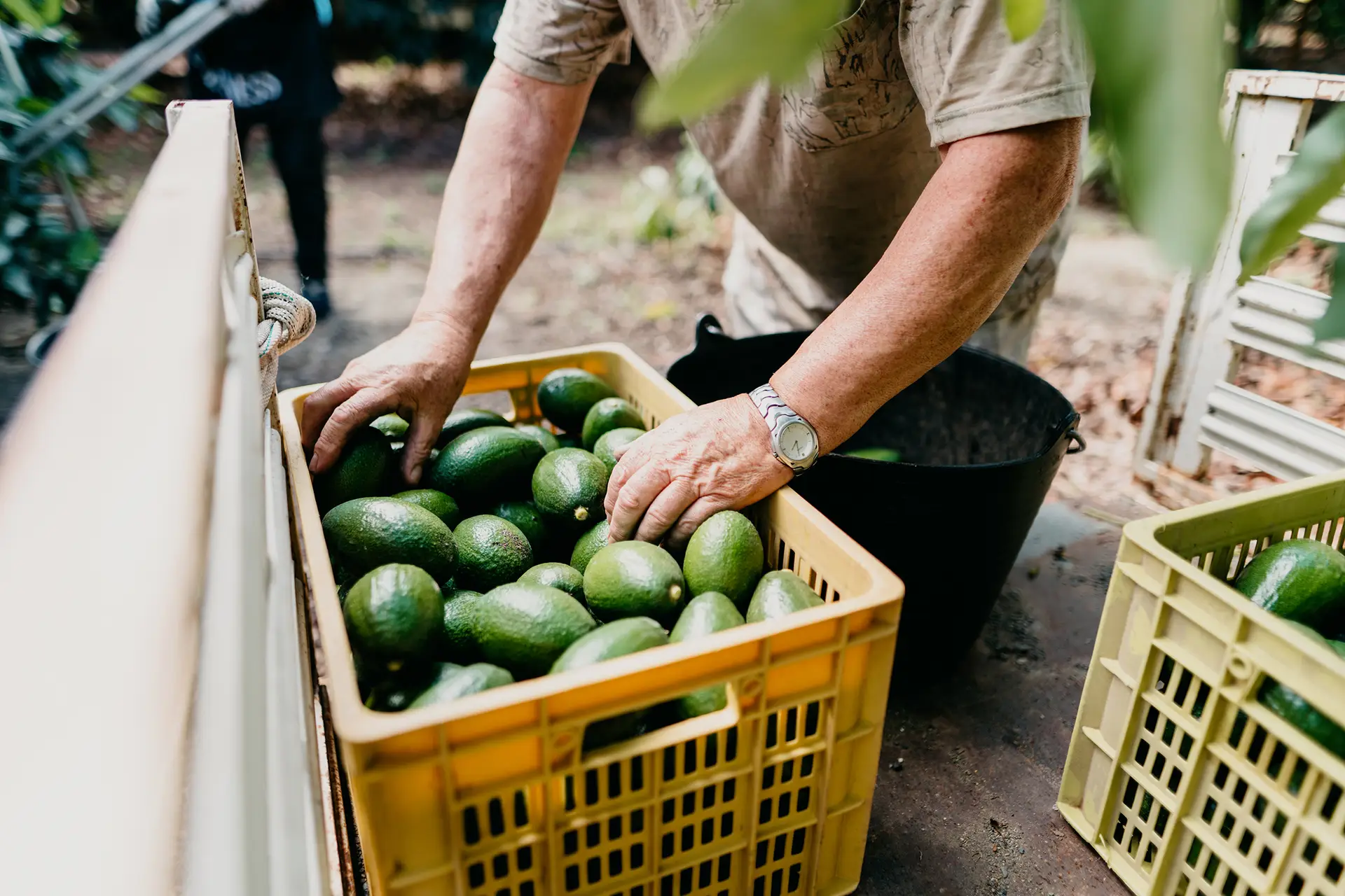 Os abacates são dos frutos que mais água consomem