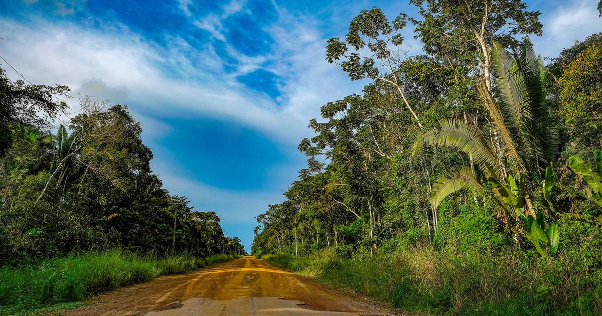 Do Porto à Amazónia, investigadores portugueses vão mapear sequestro de carbono do "pulmão do mundo"
