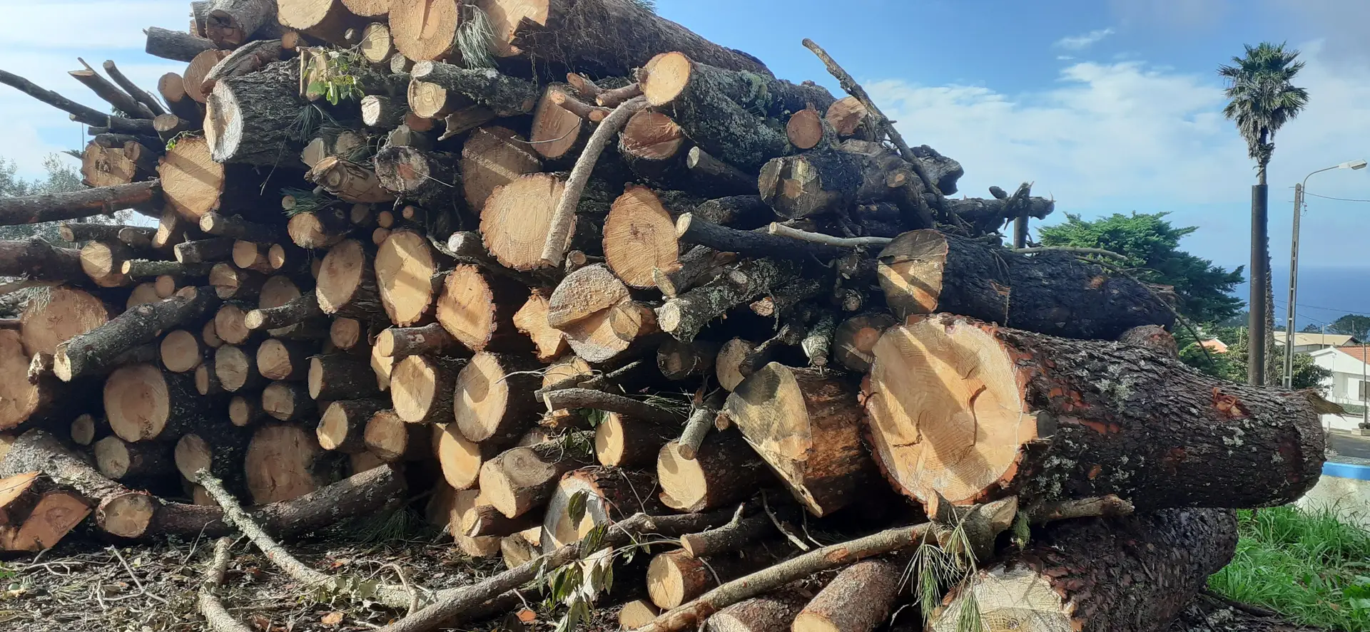 Abate de árvores: população contra “atentado ambiental” no Parque Natural Sintra Cascais