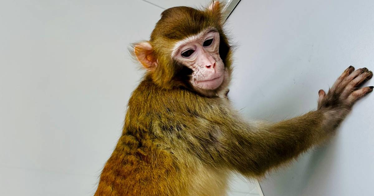 ???? Com o macaco Retro, a clonagem humana está “mais perto”? “Do ponto de vista tecnológico, evidentemente”