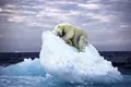 "Cama de gelo". Urso polar a dormir em iceberg ganha prémio de melhor foto do ano da vida selvagem