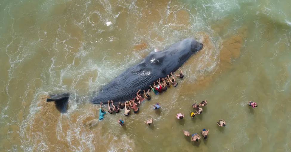 Português vence concurso de fotografia subaquática do mundo com imagem de cachalote a dar à costa na praia da Fonte da Telha