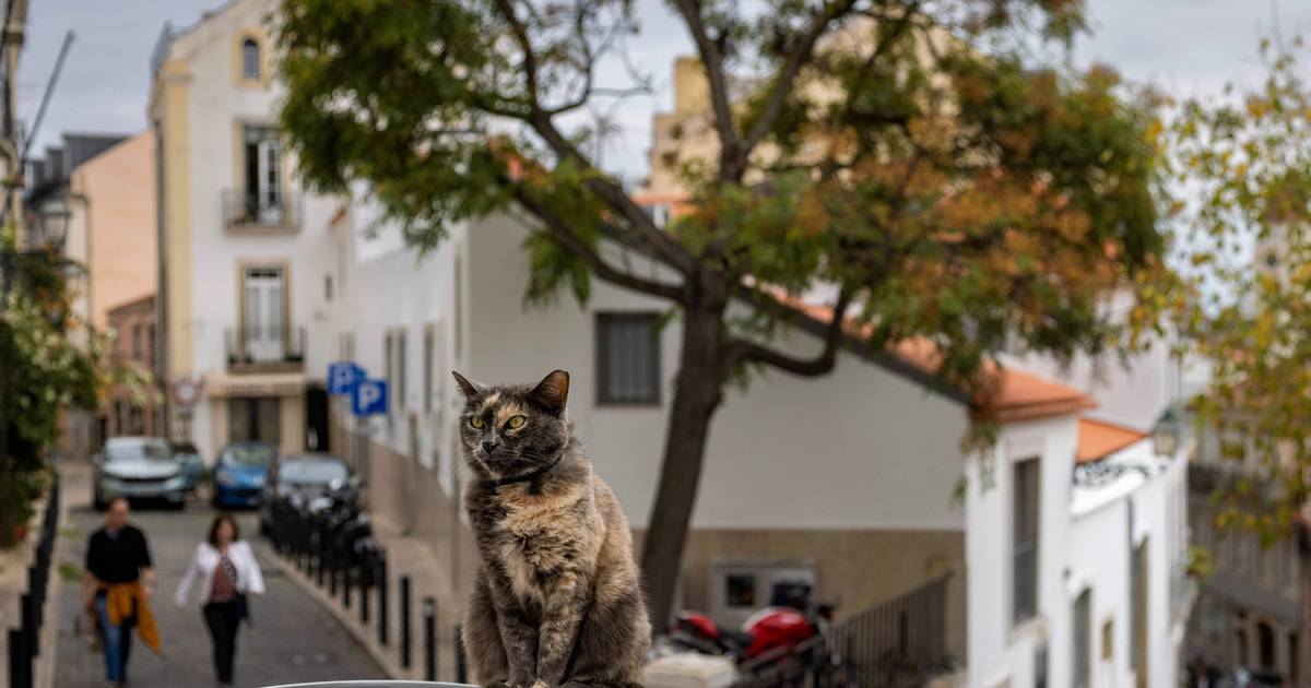 Gatos de rua em Lisboa vão ter novos abrigos — são ecológicos e promovem a inclusão