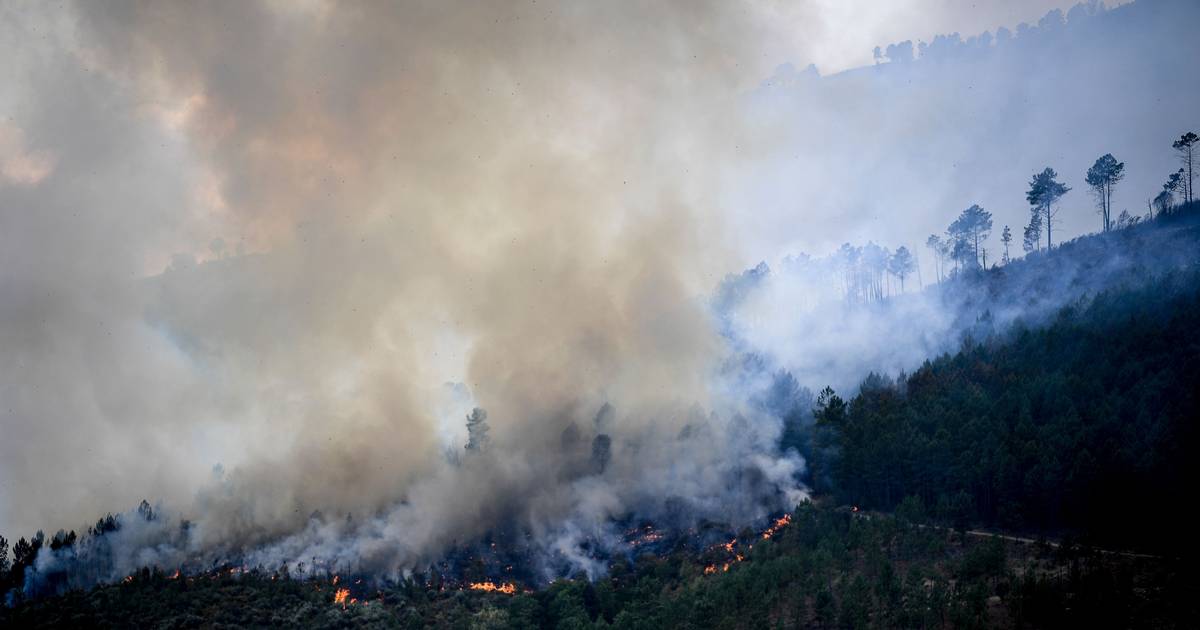 Prevenção de incêndios passa por “melhorar qualidade das florestas existentes”