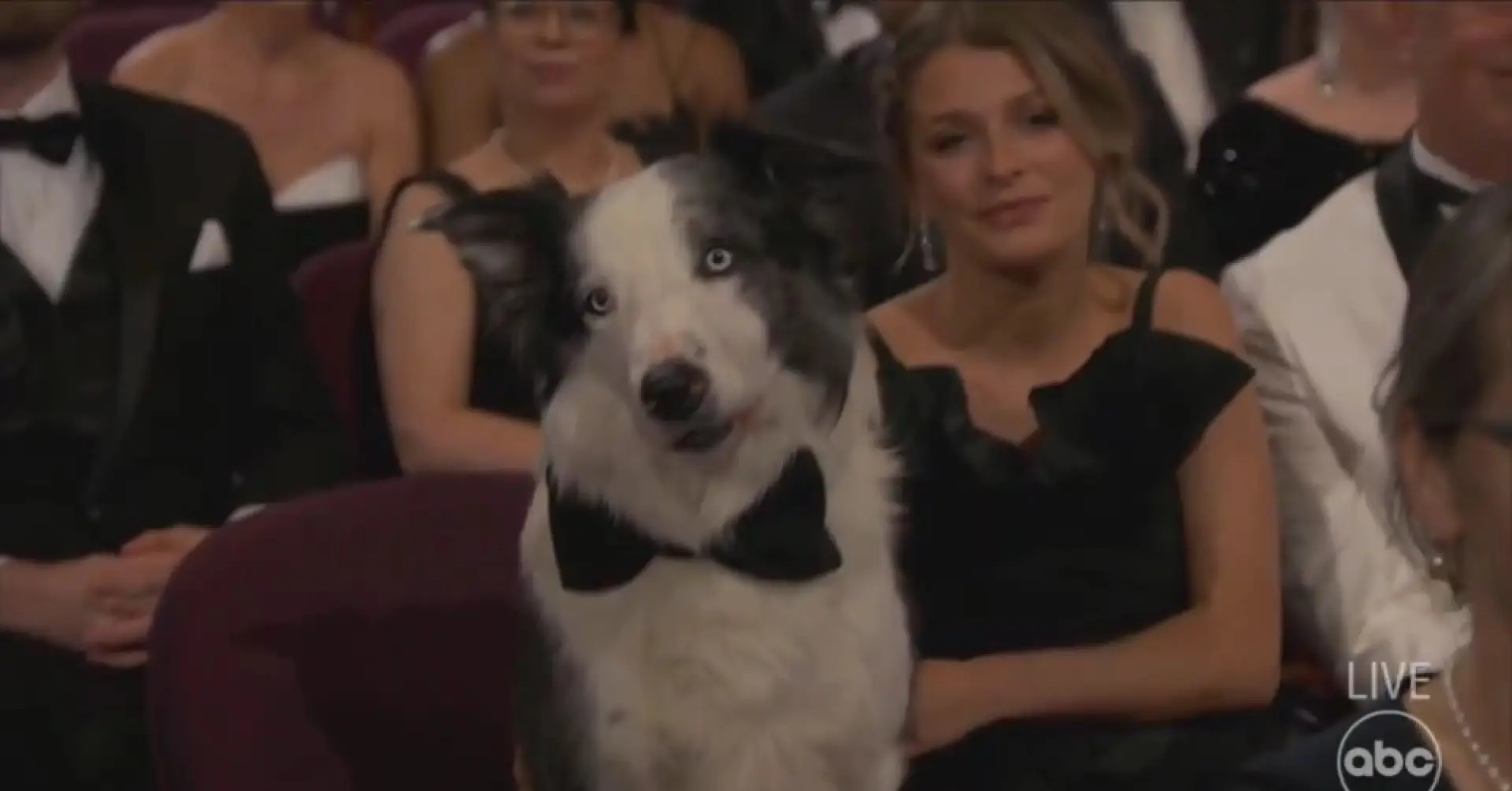 A grande estrela da noite de Óscares: Messi, o cão de “Anatomia De Uma Queda”