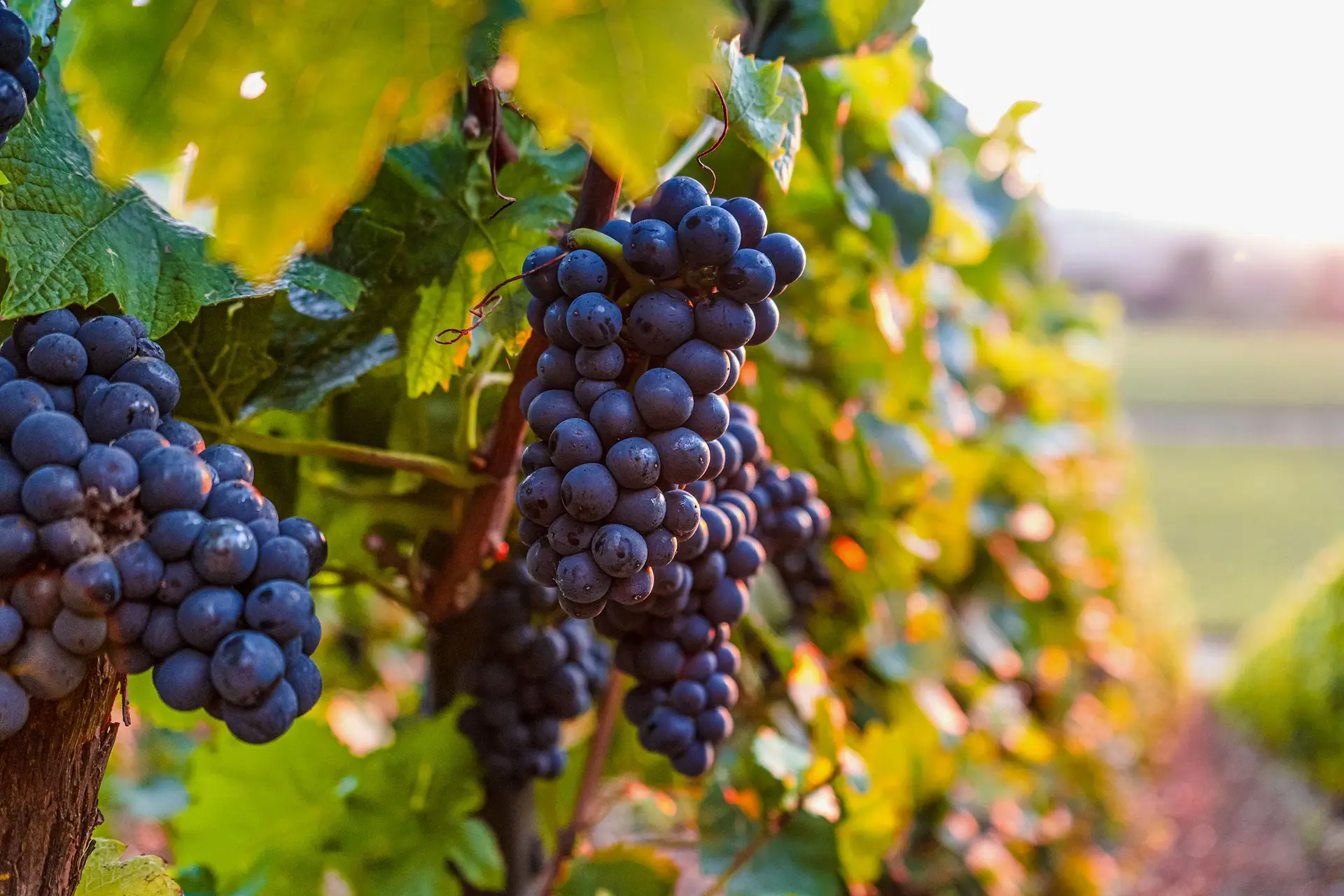 Modernices, infidelidades e mais o resto que cabe num pipa de vinho