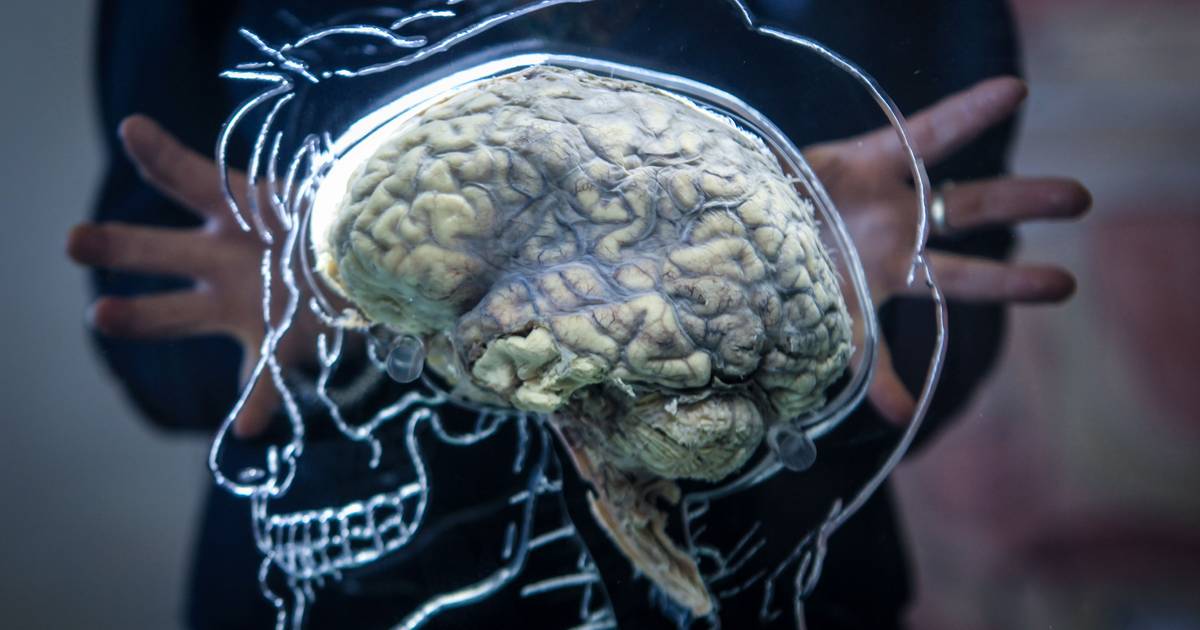 Saúde na meia-idade pode influenciar número de anos de vida sem demência