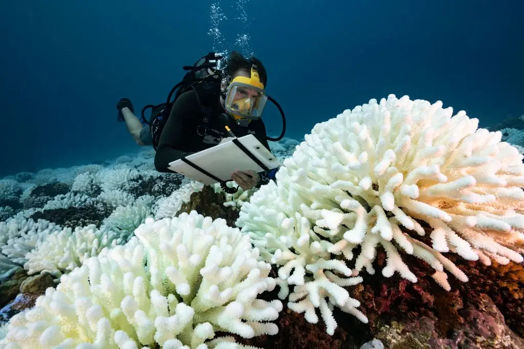 Está a ocorrer um grande branqueamento nos recifes de coral das Ilhas da Sociedade, na Polinésia Francesa