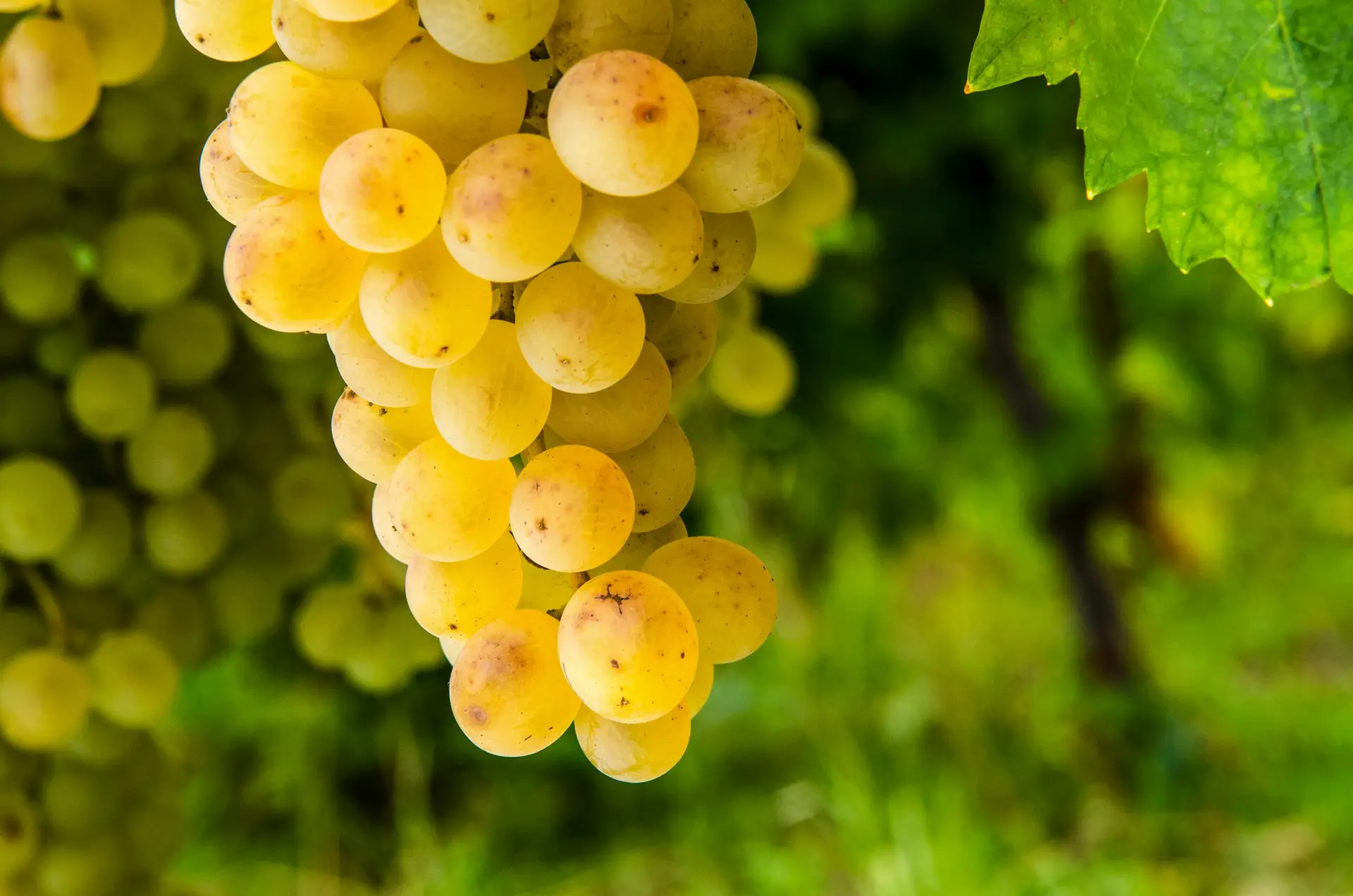 Ó vinho, voltas para trás? Em busca das castas do passado