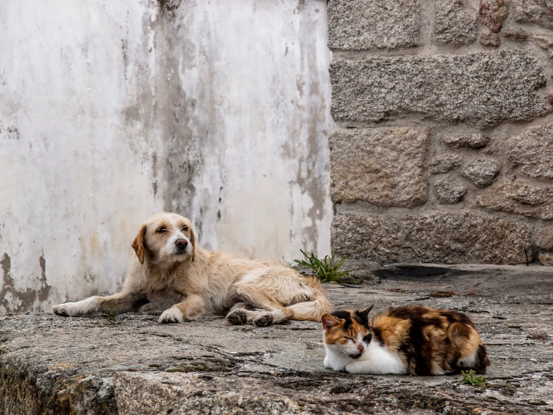 O que fazer com 4 milhões de cães vadios? Turquia dividida entre esterilização e eutanásia