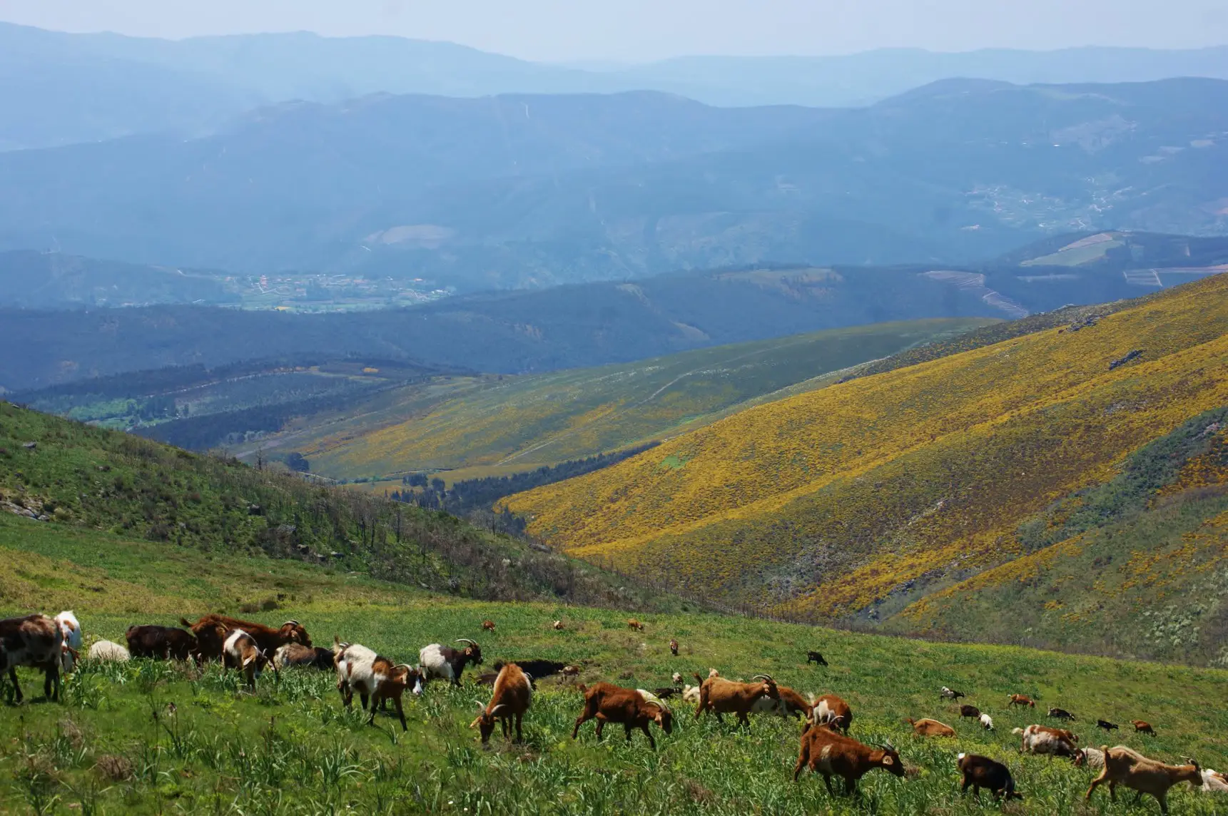 Há um fogo bom que reduz o perigo de incêndio e dá de comer ao gado – mas faltam mais cabras e vacas