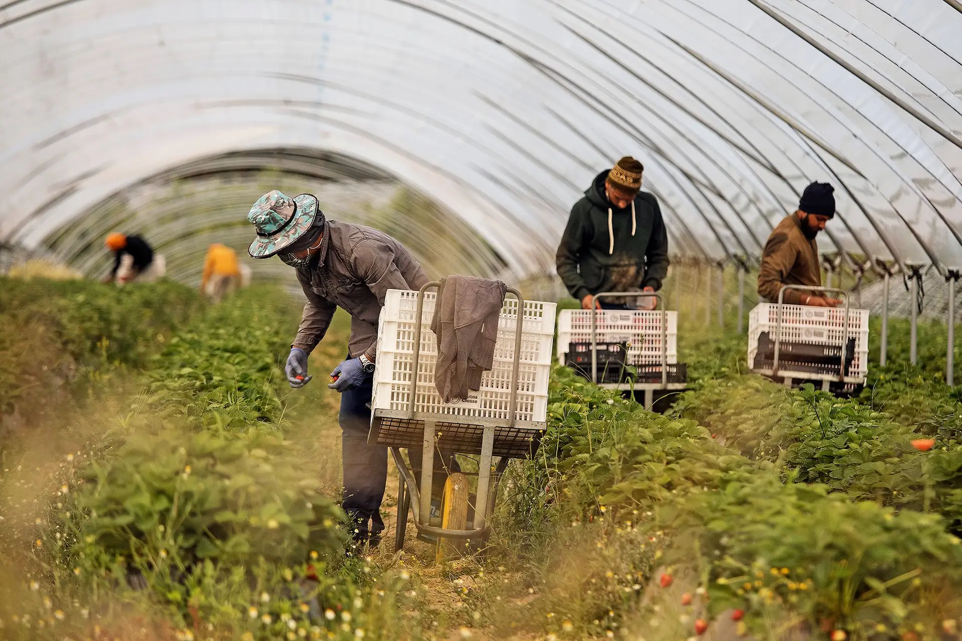 Bater na vaca leiteira