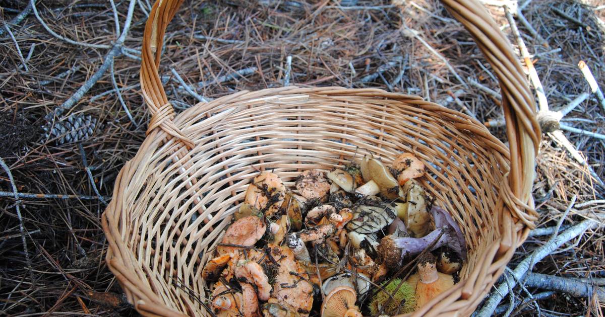 Com sede na Mealhada, já foi criada a Confraria dos Cogumelos e Trufas de Portugal